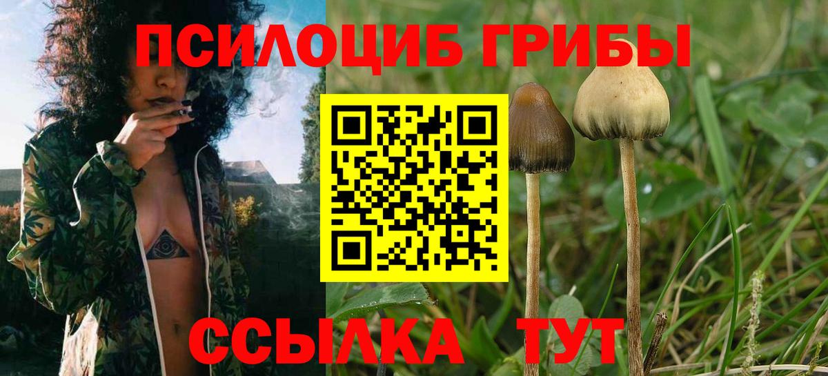 Псилоцибиновые грибы Psilocybe Мурманск